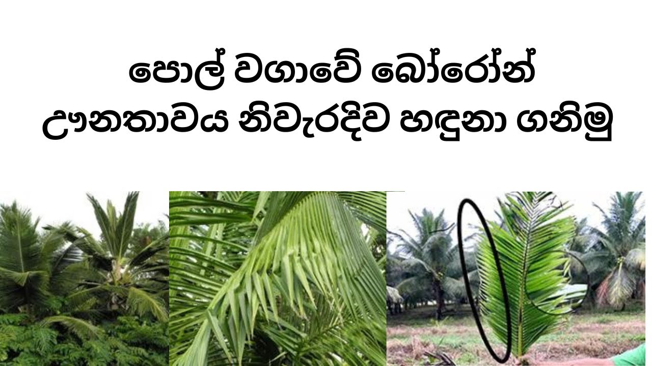 පොල් වගාවේ බෝරෝන් ඌනතාවය | #Boron deficiency of Coconut |#coconut #boron #deficiency