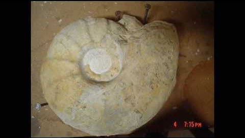 Fossil ammonite prep time lapse