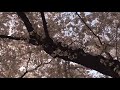 【My blood】人間椅子Ningen-isu/盗人讃歌Nussuto-sanka