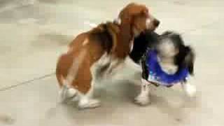 Doc the Basset Gets Chased by lovebassetcrap 3,938 views 17 years ago 1 minute