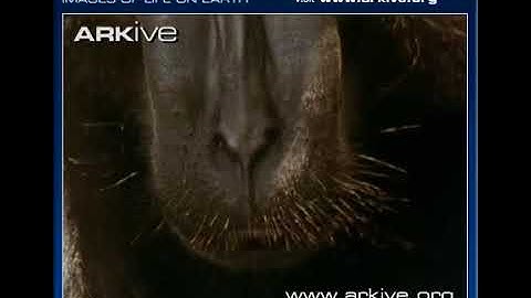 ARKive video pythons vs macaques