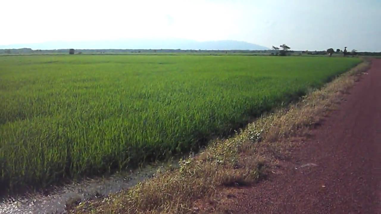 Kampung Sawah Ring Daerah Ledang YouTube Kampung Sawah Ring Daerah Ledang YouTube