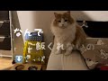 絶食させたら悲壮感が漂いすぎた猫【ノルウェージャンフォレストキャット】