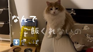 絶食させたら悲壮感が漂いすぎた猫【ノルウェージャンフォレストキャット】 by もふもふ猫のテディ 3,058 views 1 year ago 5 minutes, 15 seconds