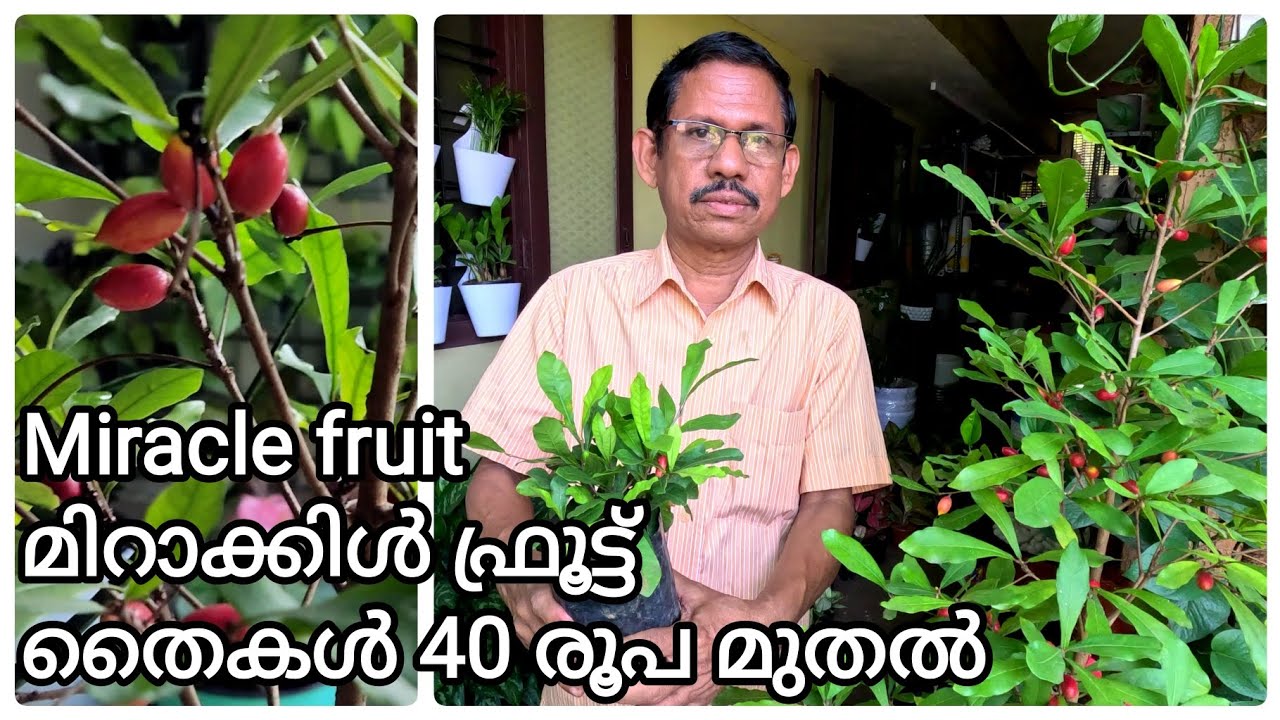 Miracle fruit plants for sale YouTube