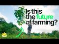 What Is Agroforestry The Future Of Farming What Is Agroforestry The Future Of Farming
