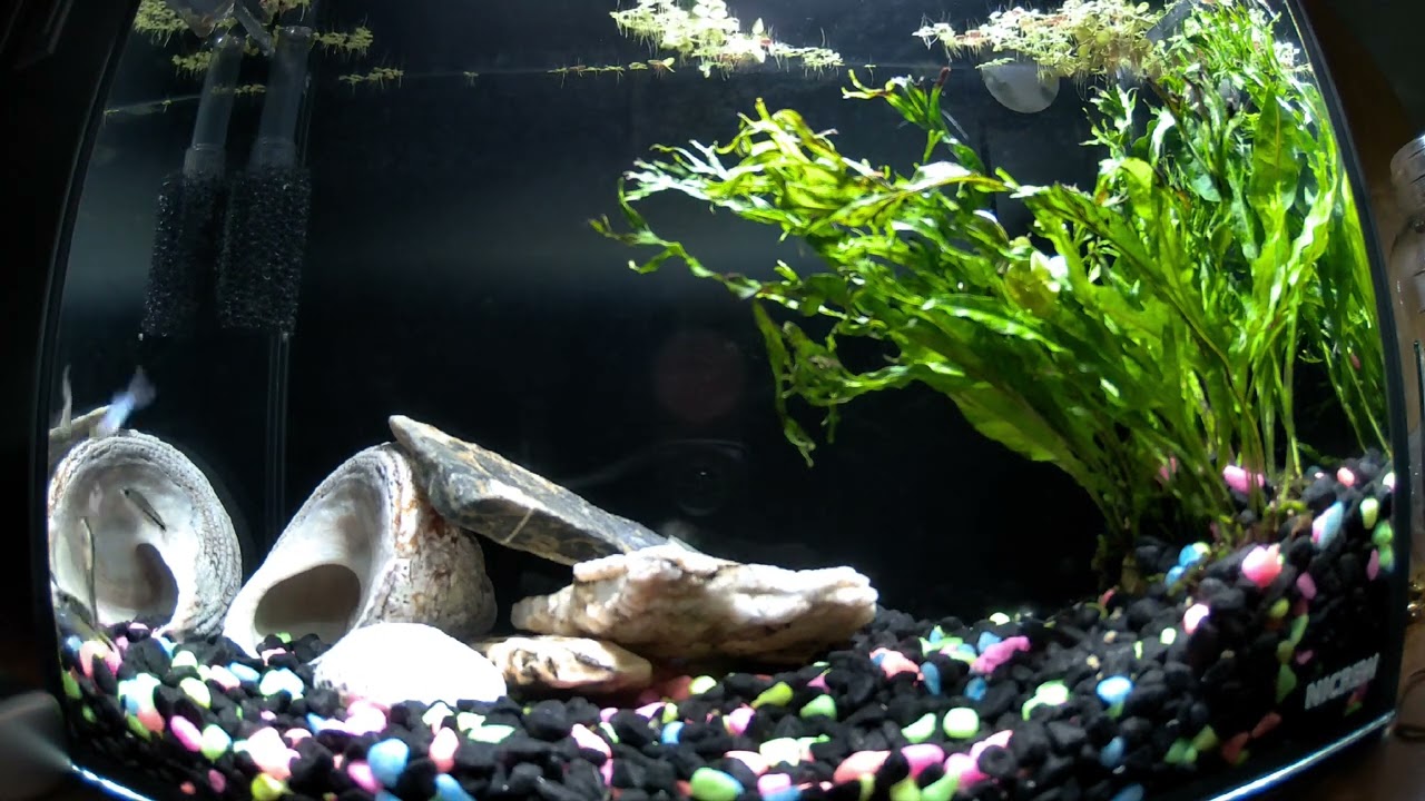 Timelapse of my fish tank 