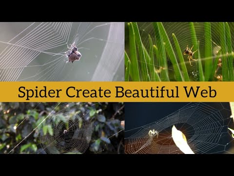 how does spider create web - YouTube