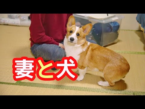 部屋でじゃれ合う妻と犬。散歩には勝てません。
