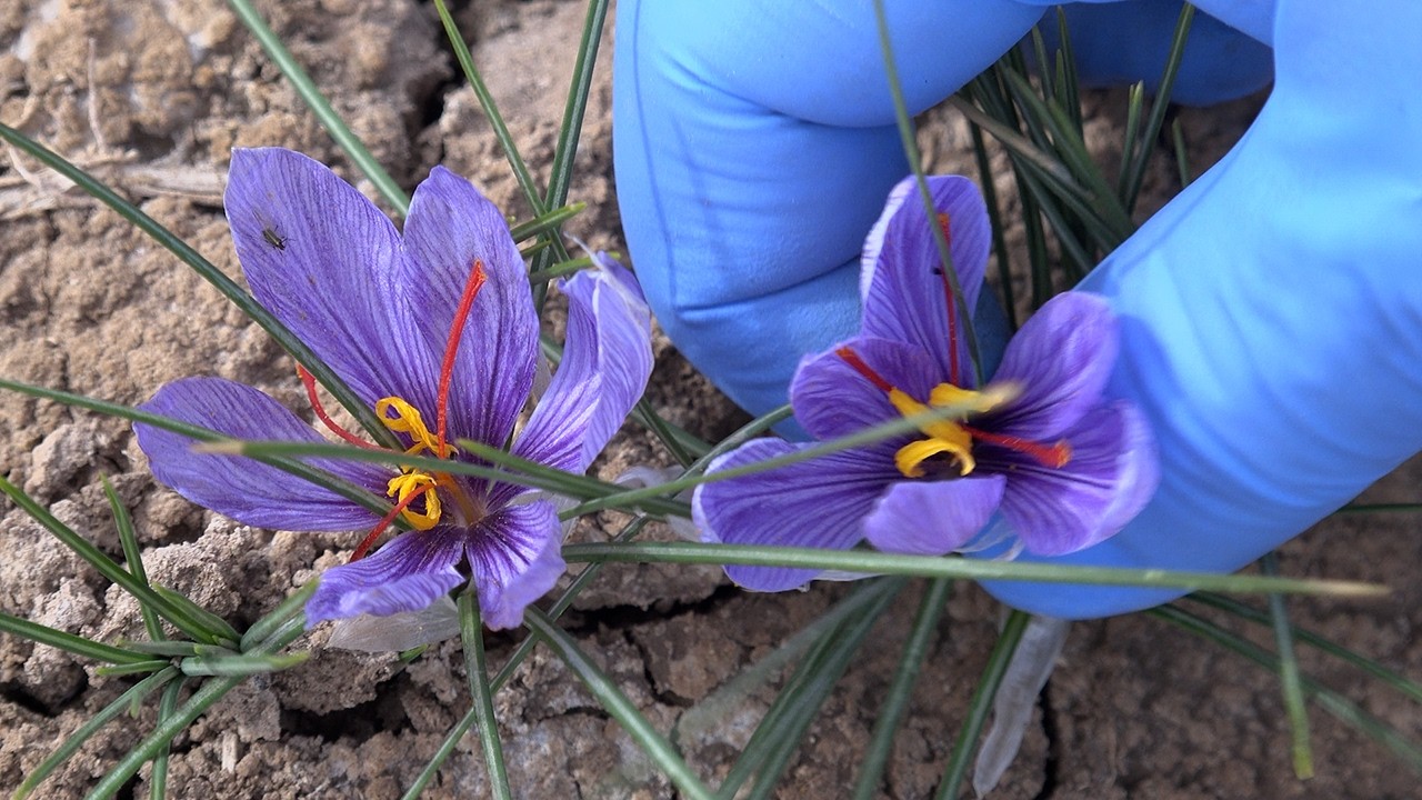 Saffron Making Saffron Production and Processing in New Mexico - YouTube