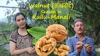 अखरोट का सीजन /walnut harvesting in kullu-manali