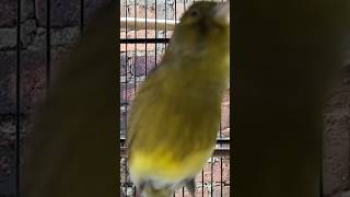 Download Lagu KENARI malas bunyi, Terapi untuk kenari masteran canary #canarysingtraining #kanareyka #canário MP3