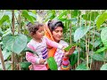 [314] हमने पहली बार देखी 🌴 गांव में पान की खेती 👉 Betel Leaf Farming in India