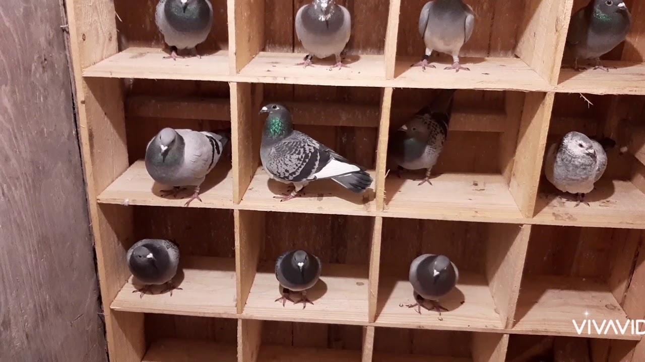 14.11.2020 Boxe noi la compartimentul de femele văduve!