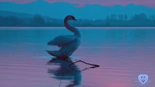 Reflections | Flute and Flamenco Guitar | Sherry Finzer & Chris B. Jácome | Heart Dance Records