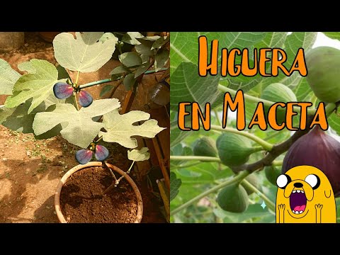 Video: Plantar higueras en macetas: cómo cuidar las higueras en macetas