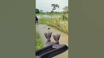 snake video 🐍#snake #trending #magic #shortvideo #vfx