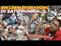 Ibu ini kuat mampu merawat 500 lebih kucing semua jenis kucing ada disini