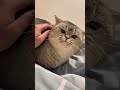 A cat compilations #224