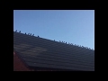 Птички собрались на вечерние посиделки. Birds in our garden.