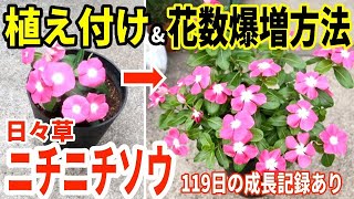 【ニチニチソウ 植え付け】やってきた!日々草シーズン / 花を爆増させるコツ / 植え付けから約4ヶ月後の様子まで全てご覧いただけます【ガーデニング】