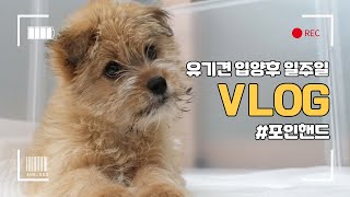 vlogㅣ입양후 일주일간의 기록ㅣ적응훈련ㅣ포인핸드ㅣ유기견입양🐶