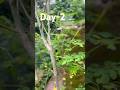 Day-2/30 #shorts #shortsfeed #youtubeshorts #health #moringa