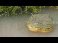 Giant African Bullfrog Attack!