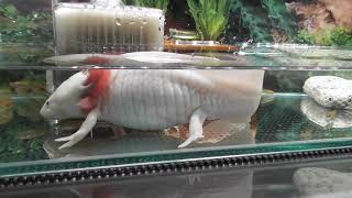 ウーパールーパー】壱に水換え！弐に水換え！飼育の基本は水換え！60 