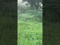 மயில்(PEACOCK) - கொக்கு(CRANE)