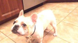 Zombie puppy apocalypse !!!!😡 screenshot 2