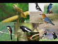 Kombinasi Kompilasi Kicau Burung Masteran Mp3 - Mp4 Download