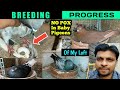 Pigeon breeding progress of my loft  in winter  pigeon pox treatment  prevention medicene