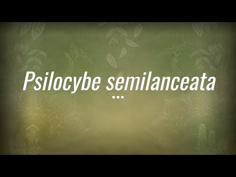 Video: Psilocybe semilanceolate: descriere și habitat