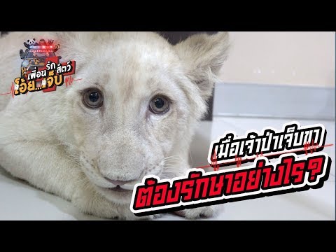 เมื่อเจ้าป่าเจ็บขา จะต้องรักษาอย่างไร - เพื่อนรักสัตว์โอ๊ย...เจ็บ EP.7