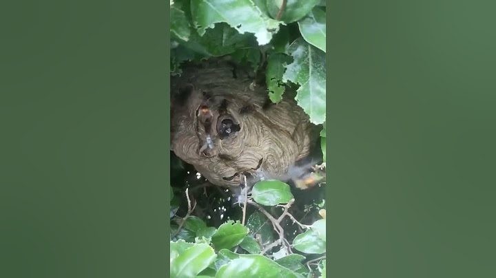 Gros nid de frelon à Ardillières
