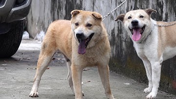 Bán bớt chó đực mông cộc bản giá rẻ