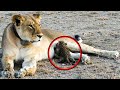 Löwin entdeckt ausgesetztes Leopardenbaby und macht Schritt, den Experten nicht erklären können