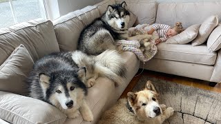 They Just Want To Protect Her! Giant Wolves Guard Sleeping Baby!!