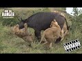 Lion Pride Catch Buffalo | Herd Seemingly Mourn Loss