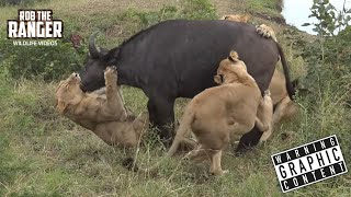Jaw-dropping Lion Pride Hunts Buffalo & Grieving Herd's Unexpected Return