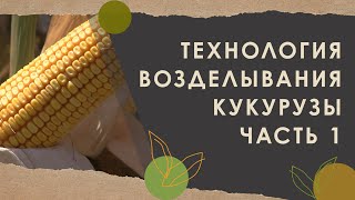 4. Технология возделывания кукурузы, часть 1