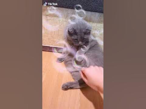 Жирный кот - YouTube