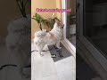 Cutest security guard Shiro 🐶# #dog #doglife #dogshorts