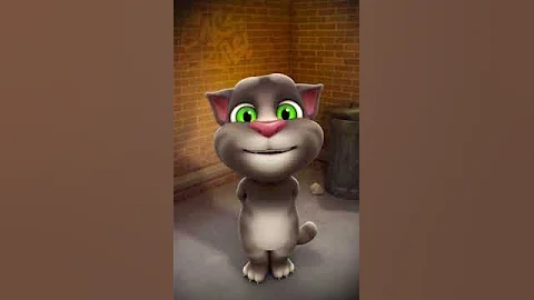 A funny cat