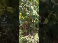 Manufaa Ya Mti Wa Mdaa Au Mdaule Manufaa Ya Mti Wa Mdaa Au Mdaule