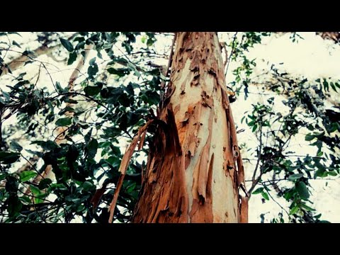 Video: Aina za Miti ya Eucalyptus - Je! ni Aina Gani za Miti ya Mikaratusi
