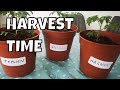 INDOOR VEGETABLE GARDEN harvest &amp; lessons learned