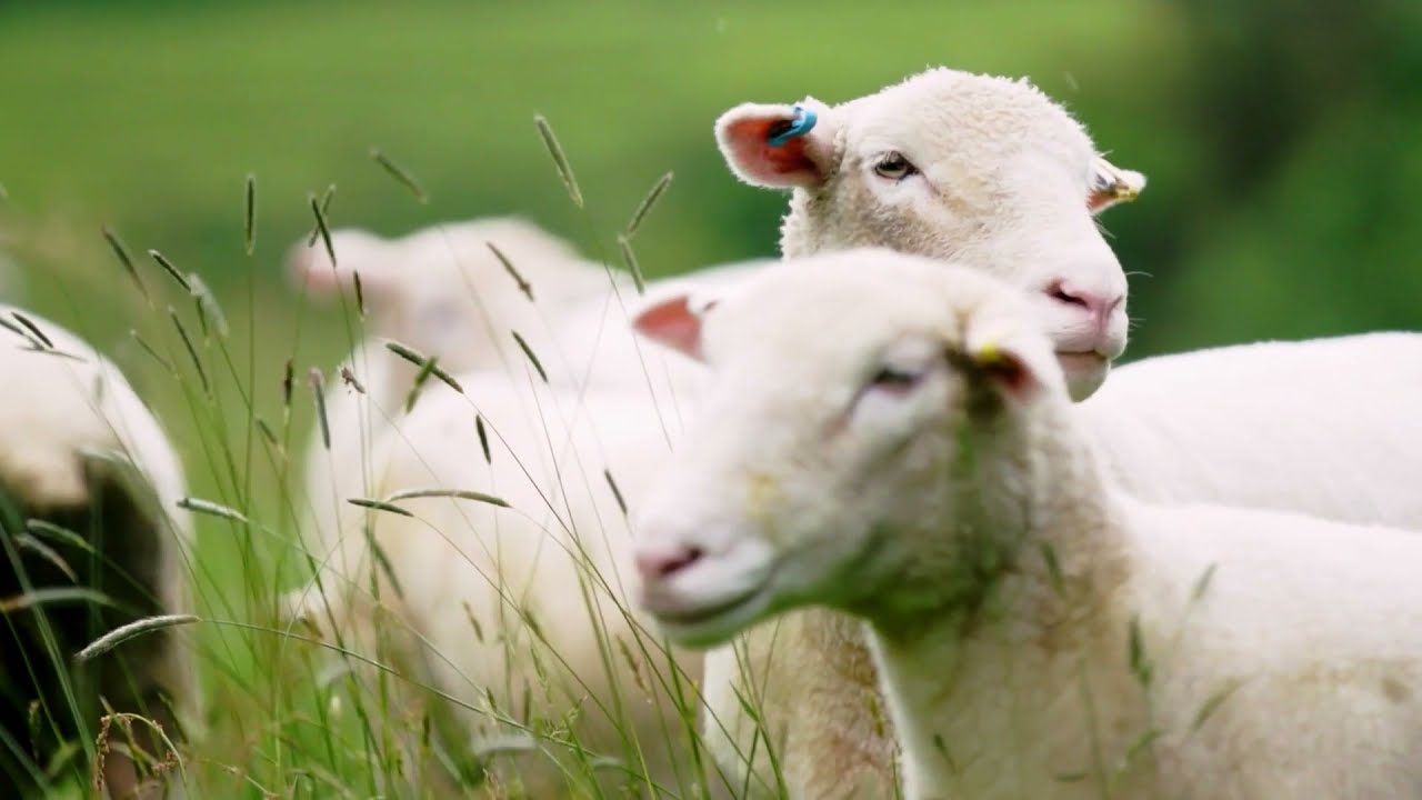 From Sheep to Sleep YouTube From Sheep to Sleep YouTube