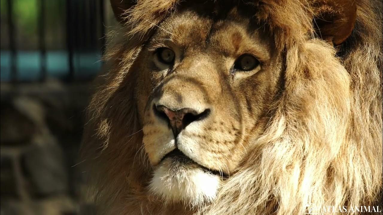 León en 4K - Lion 4K - YouTube